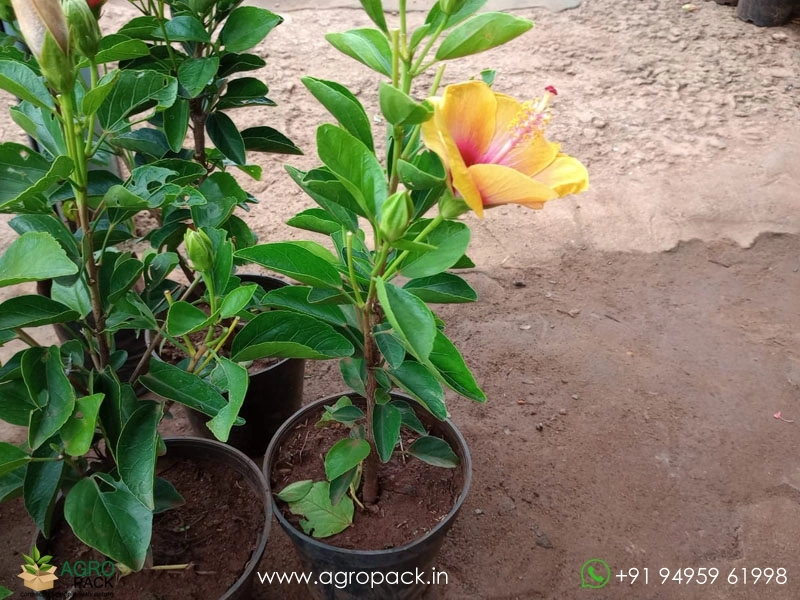 Yellow-Hybrid-Hibiscus3