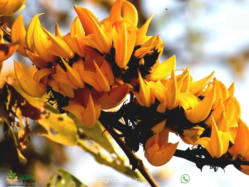 Yellow-Palash-Butea-Monosperma1