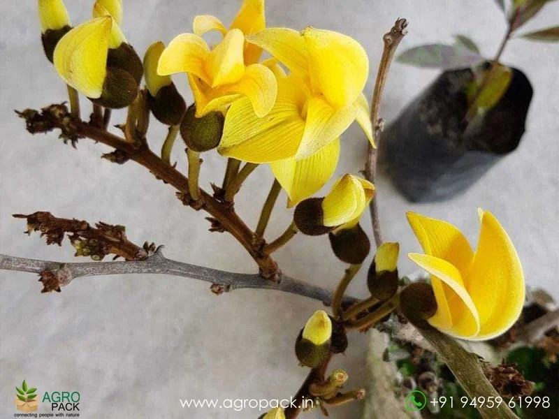 Yellow-Palash-Butea-Monosperma2