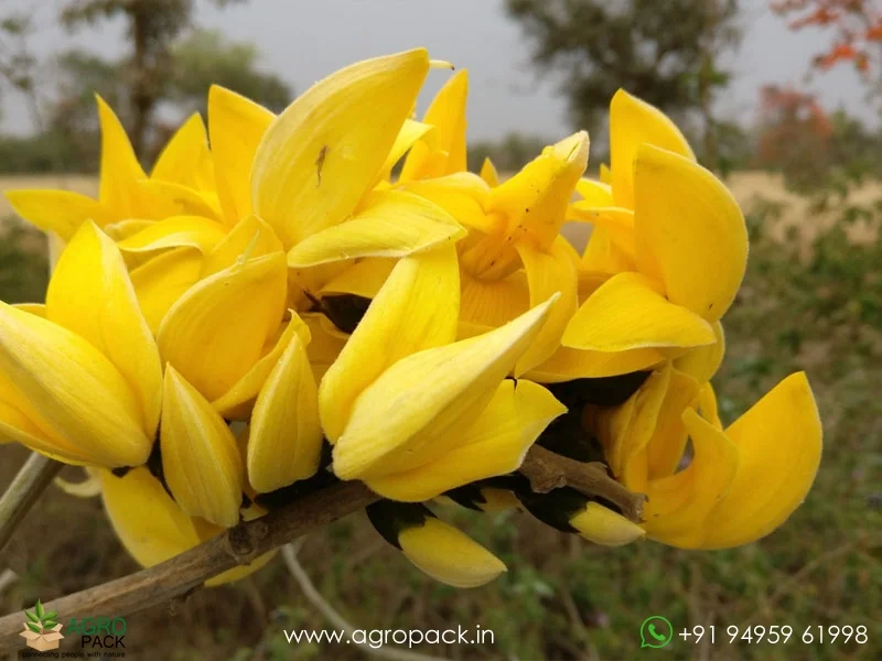 Yellow-Palash-Butea-Monosperma4
