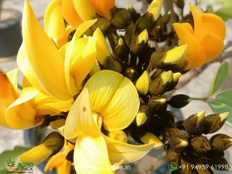 Yellow-Palash-Butea-Monosperma5