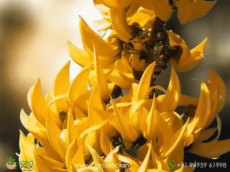 Yellow-Palash-Butea-Monosperma6