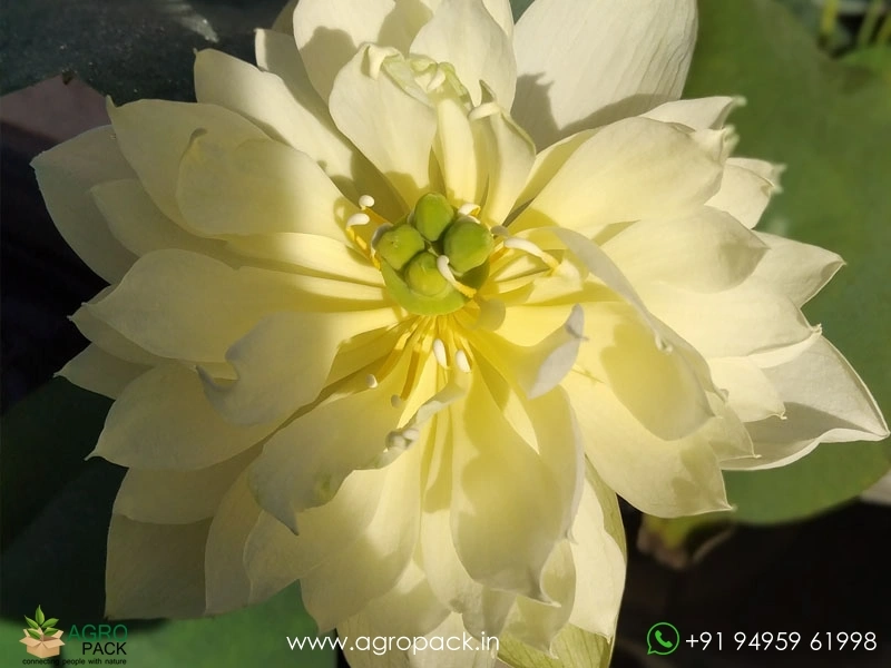 Yellow-Pror-Pink-Lotus2