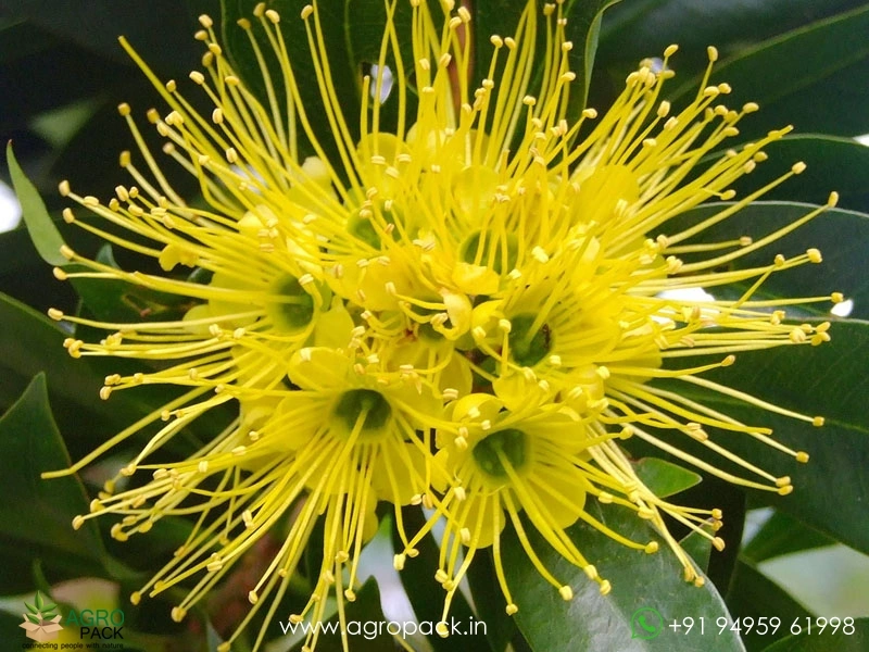 Yellow-Rosida1