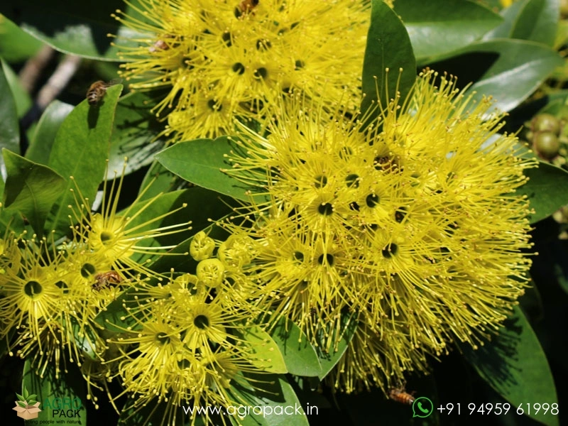 Yellow-Rosida2