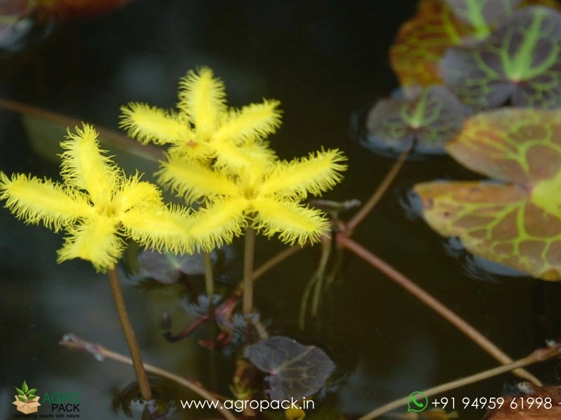 Yellow-Snow-Flake2