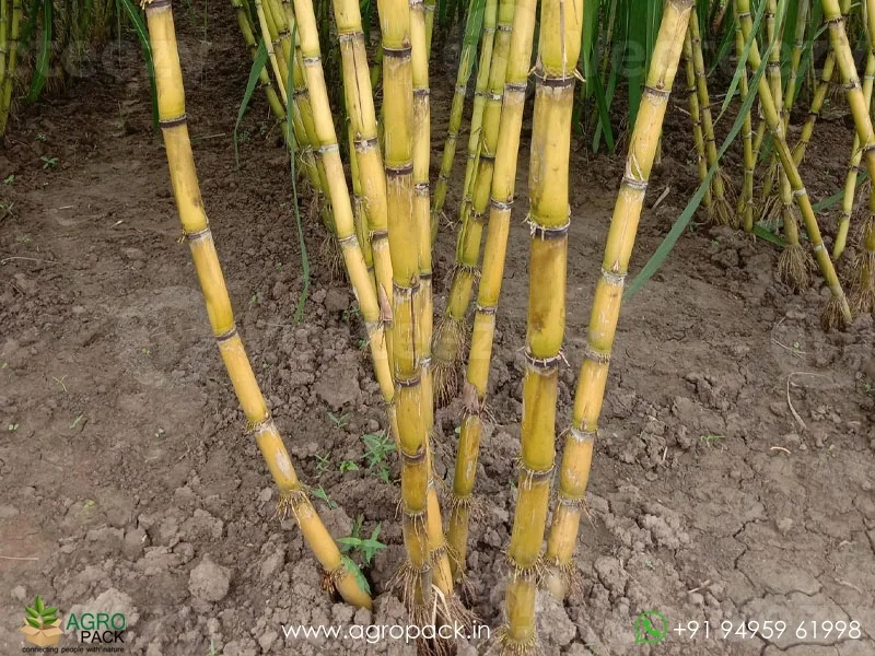 Yellow-Sugarcane4
