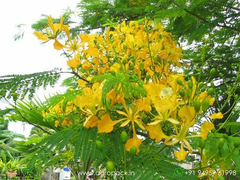 Yelow-Gulmohar1