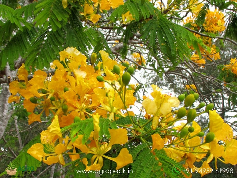 Yelow-Gulmohar3