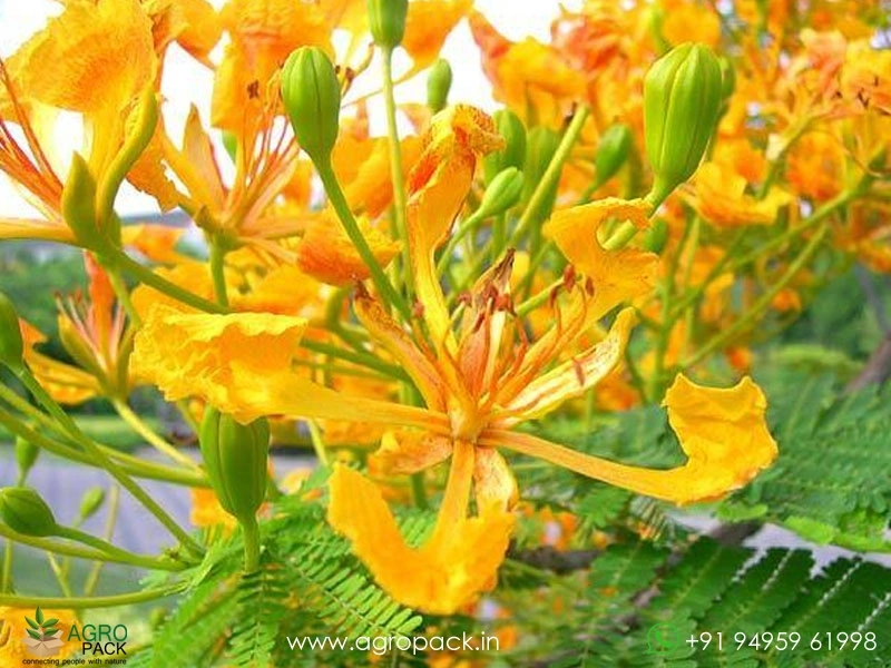Yelow-Gulmohar5