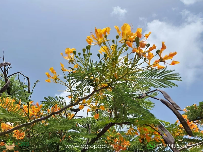 Yelow-Gulmohar6
