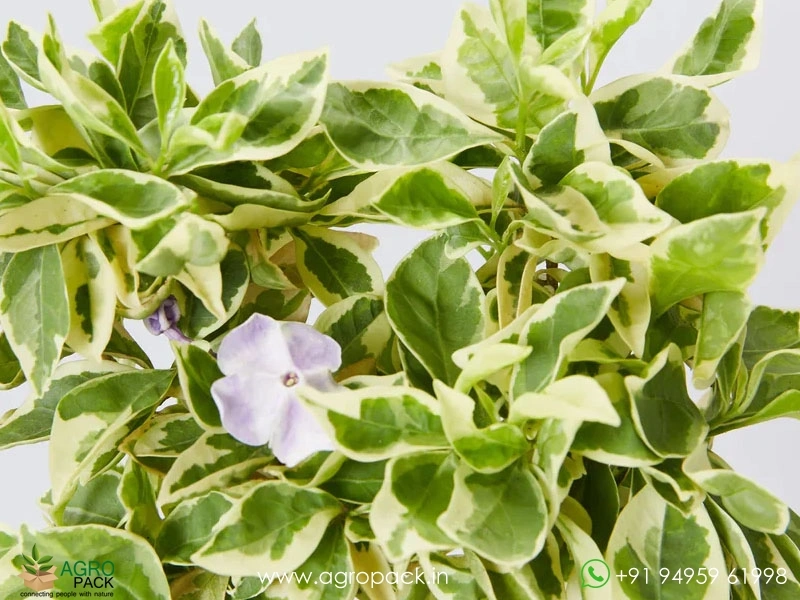Yesterday-Today-Tomorrow-Variegated2