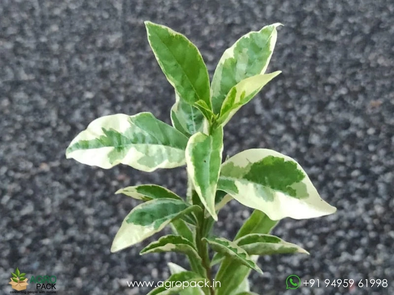 Yesterday-Today-Tomorrow-Variegated3