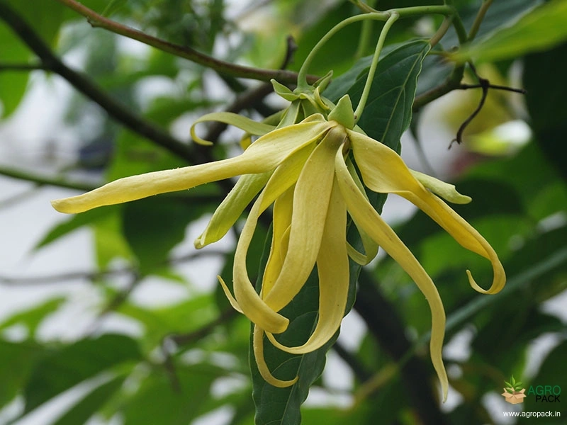 Ylang-Ylang4