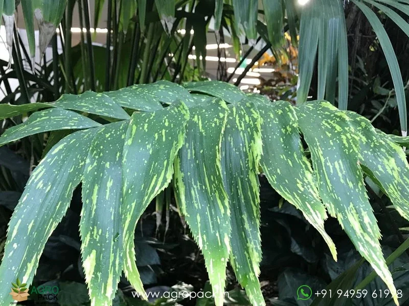 Zamia-Picta-variegated1