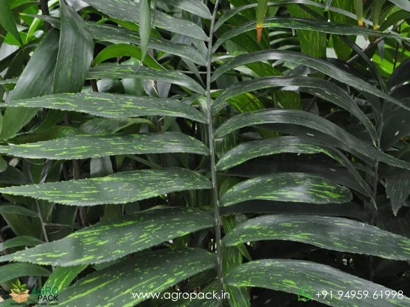 Zamia-Picta-variegated3