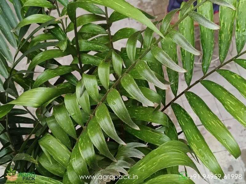 Zamia-Picta-variegated5
