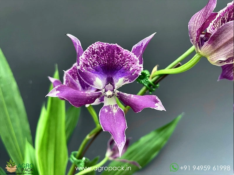 Zygonisia-Murasaki-Komachi-Orchid3