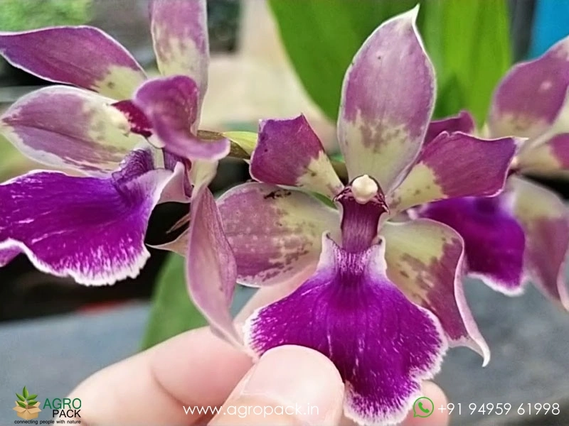 Zygonisia-Murasaki-Komachi-Orchid4