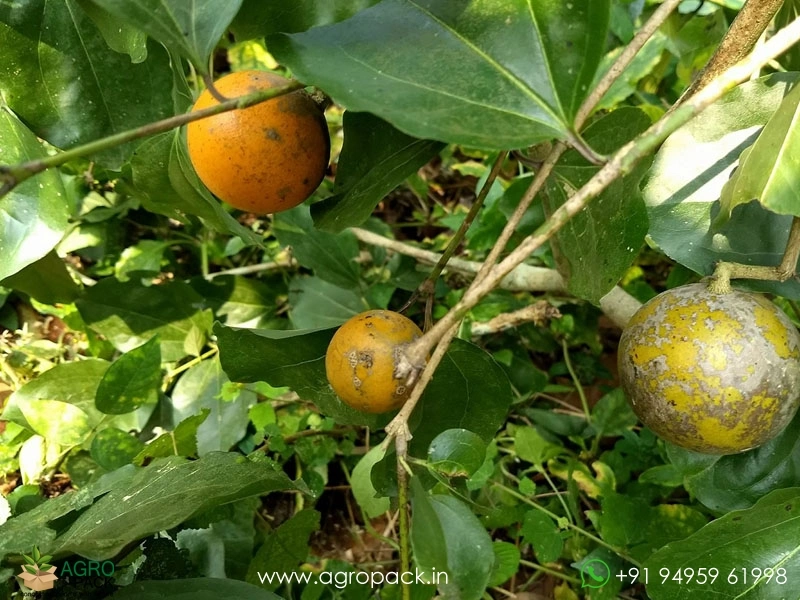 kanjiram-Strychnos-nux-vomica1