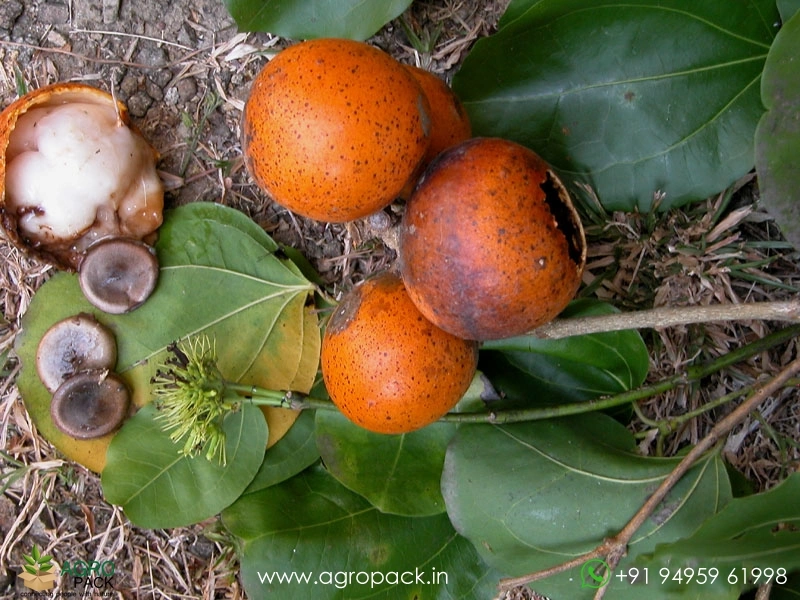 kanjiram-Strychnos-nux-vomica5