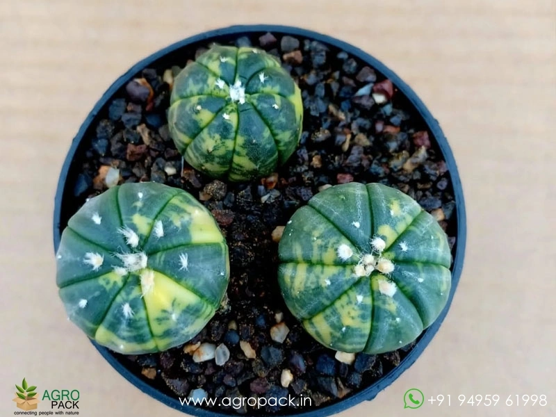 variegated-Asterias-Cactus2