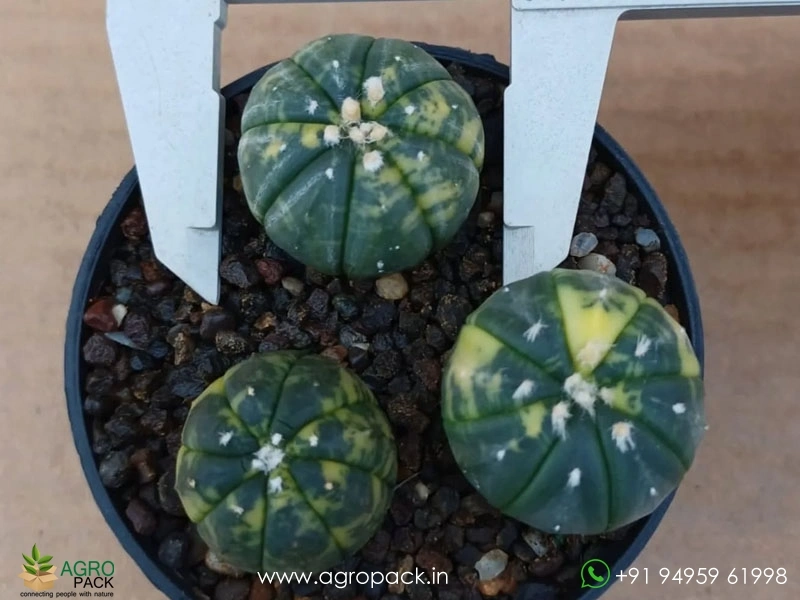 variegated-Asterias-Cactus3