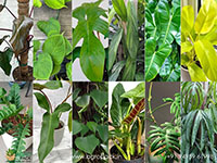 12-Varieties-of-Philodendron----Top-Cuttings1