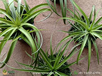 7-Types-Of-Air-Plants2