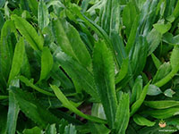 African-coriander1