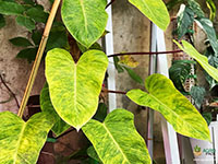 Philodendron-PaintedLady1