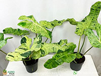 Philodendron-paraiso-verde1