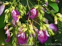 The-Butterfly-Pea-Tree1