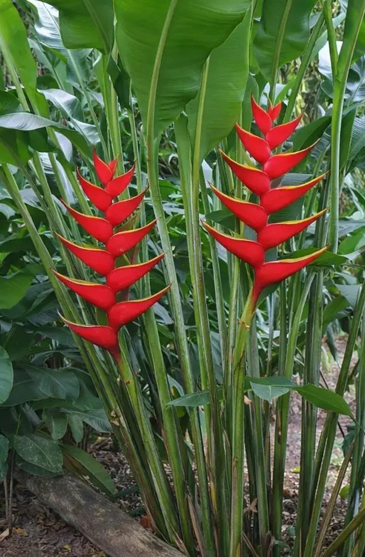 Cut flower for sale