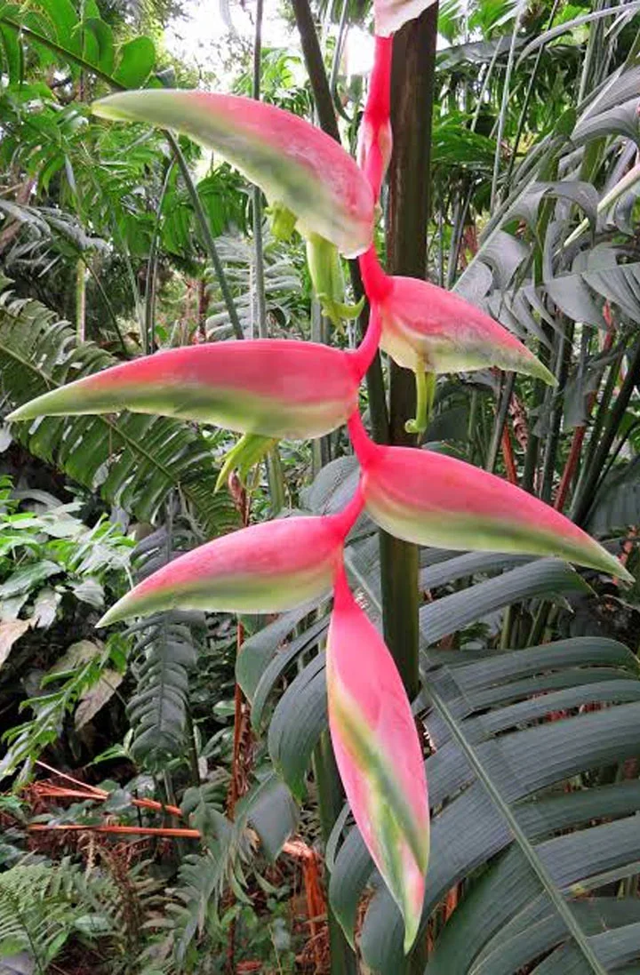 Cut flower for sale