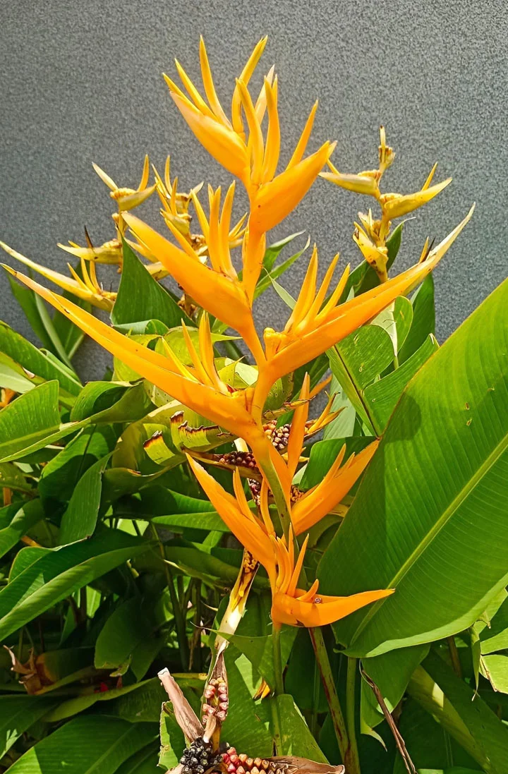 Cut flower for sale