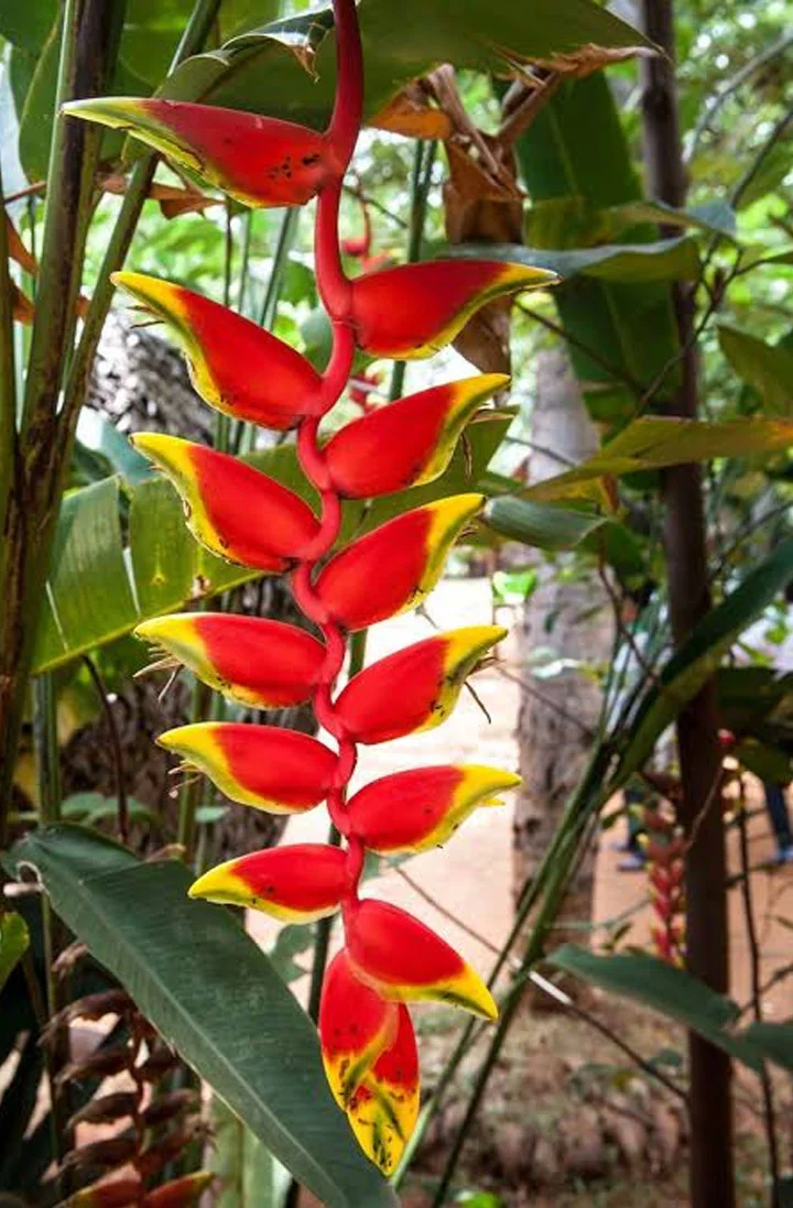Cut flower for sale