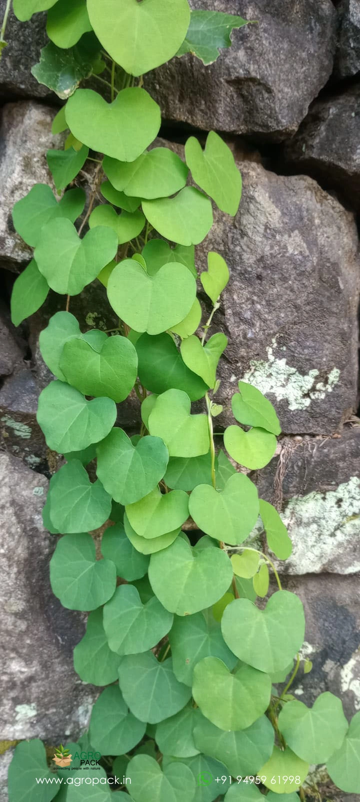 our plant nursery album