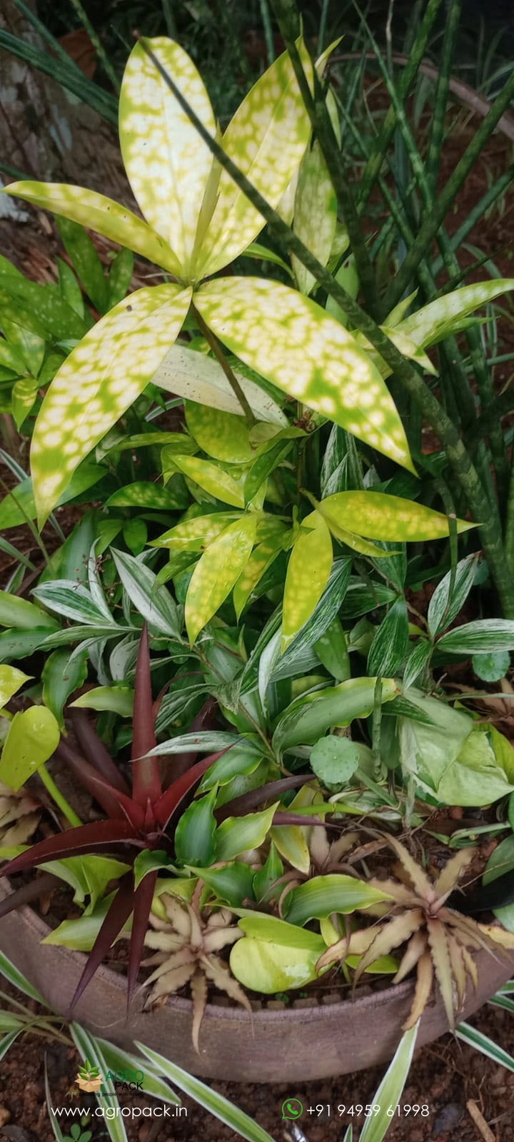 our plant nursery album
