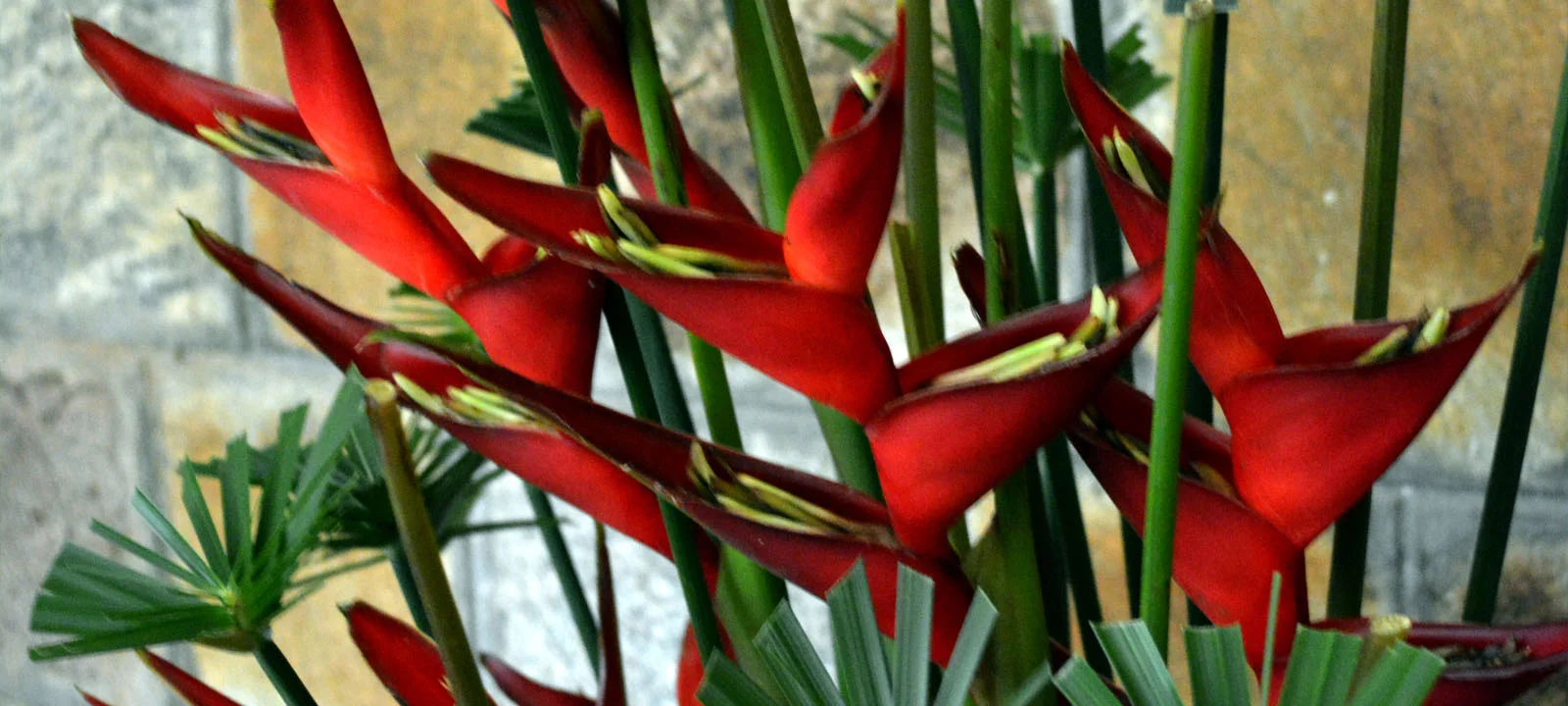 cut flowers for sale