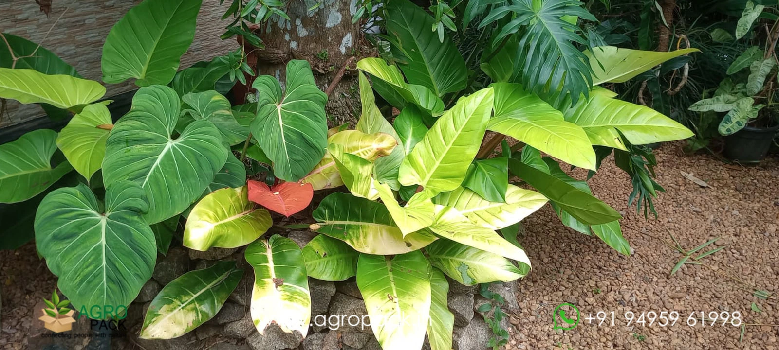 our plant nursery album