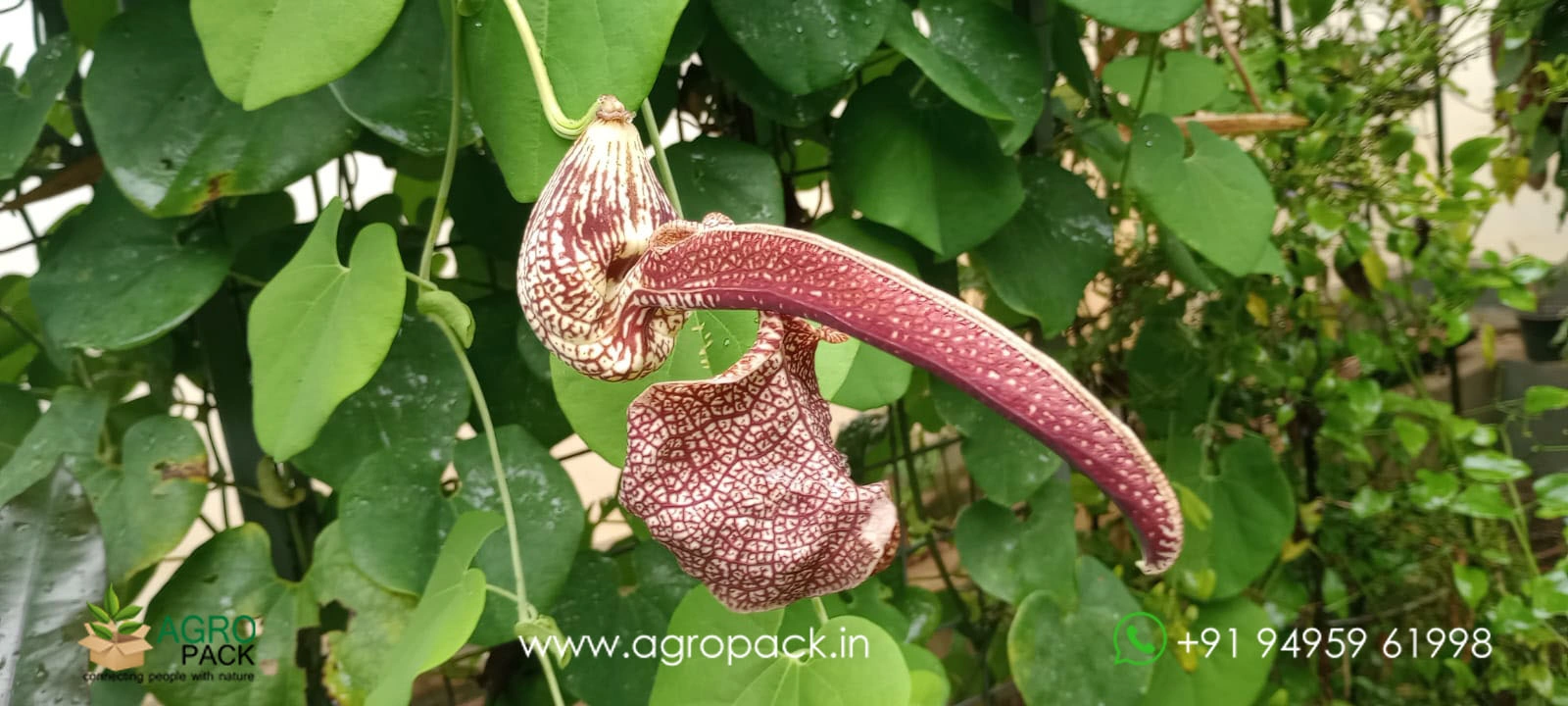 our plant nursery album