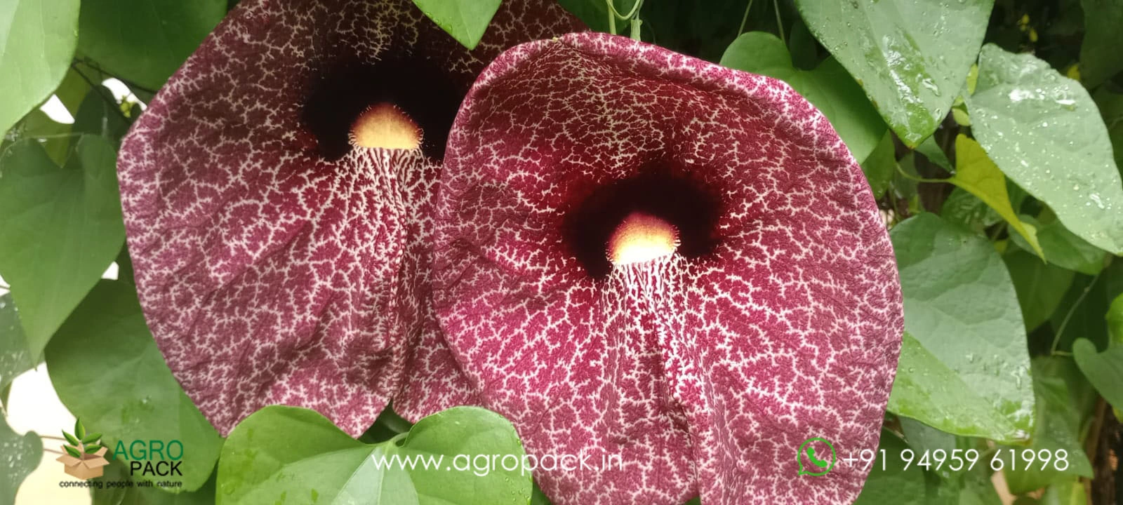 our plant nursery album