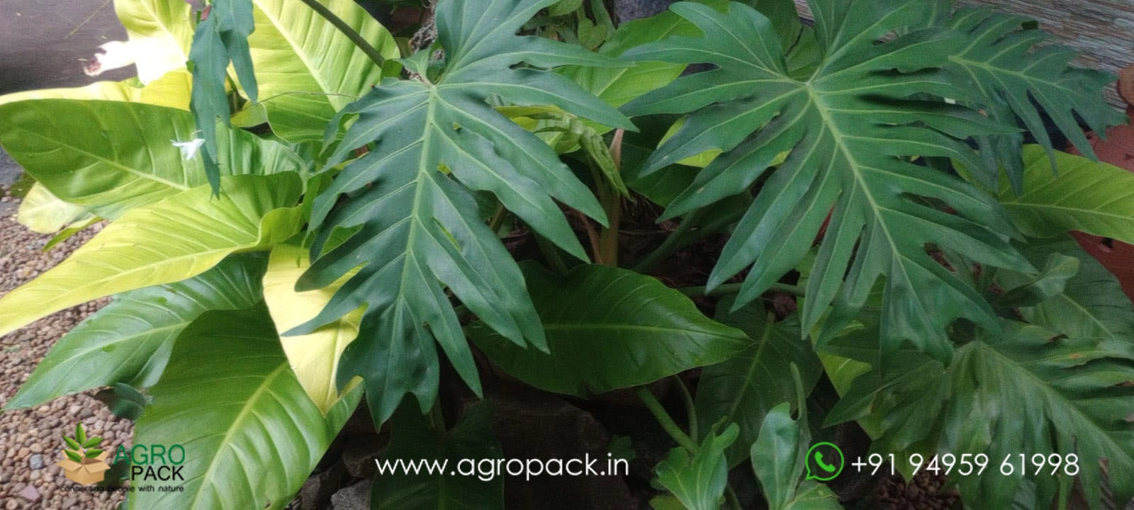 our plant nursery album