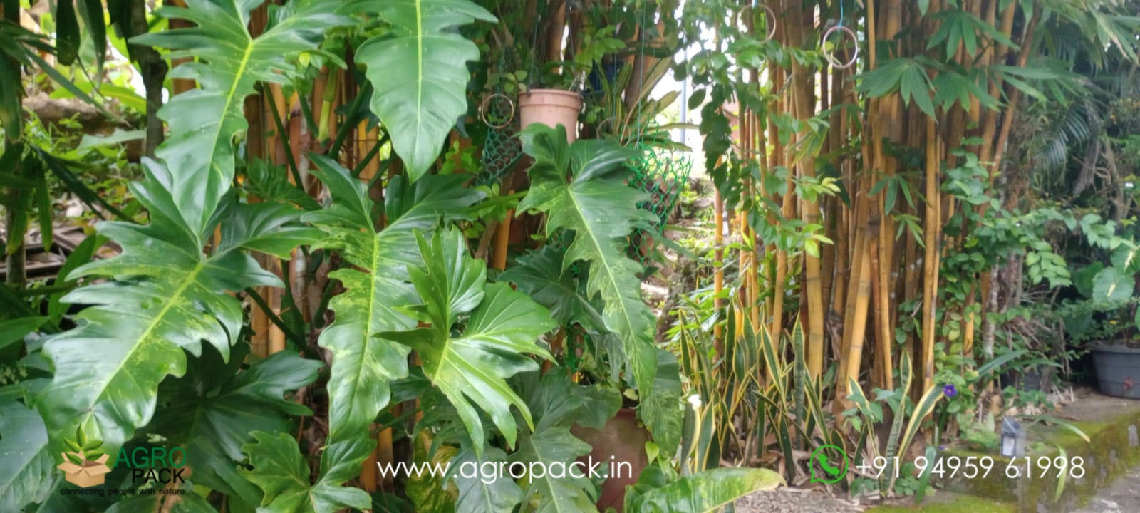 our plant nursery album