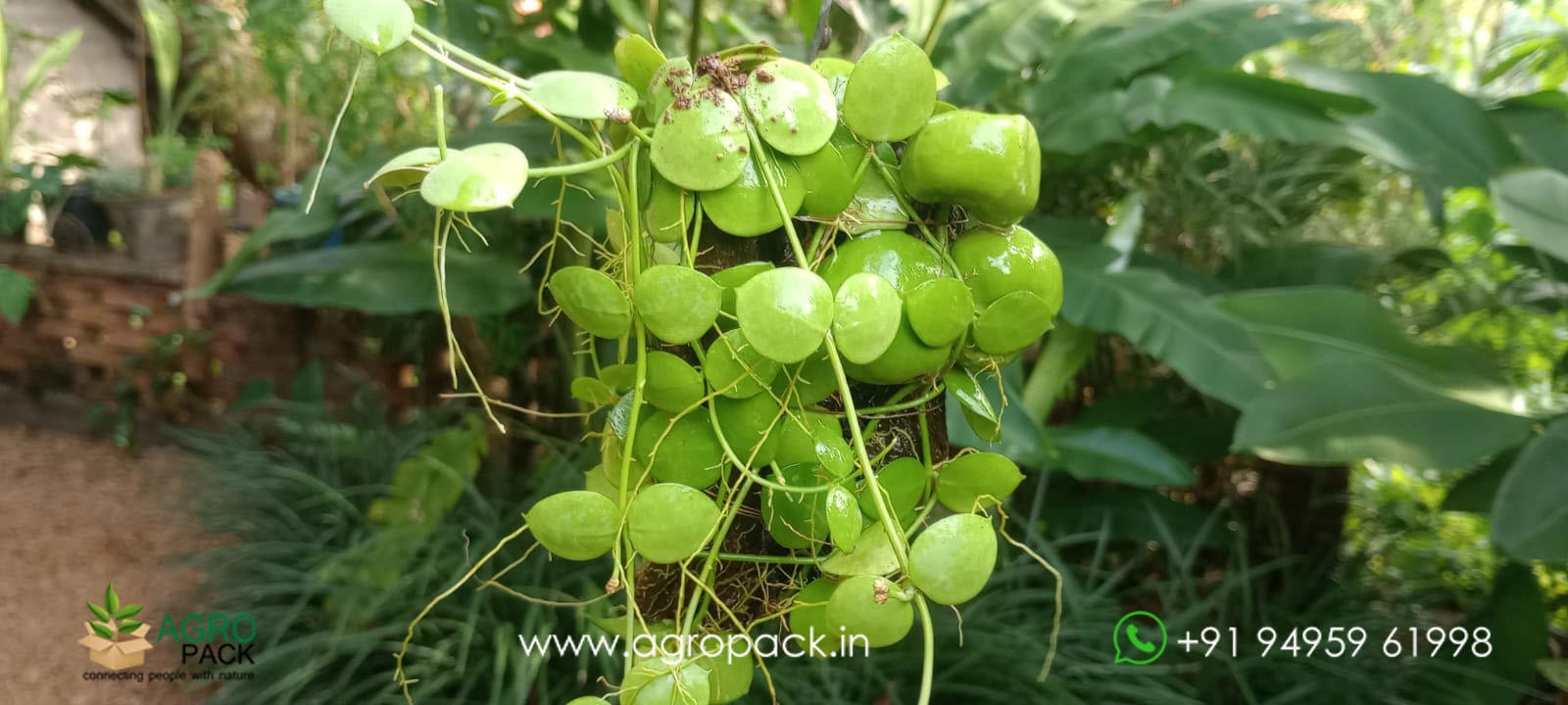 our plant nursery album