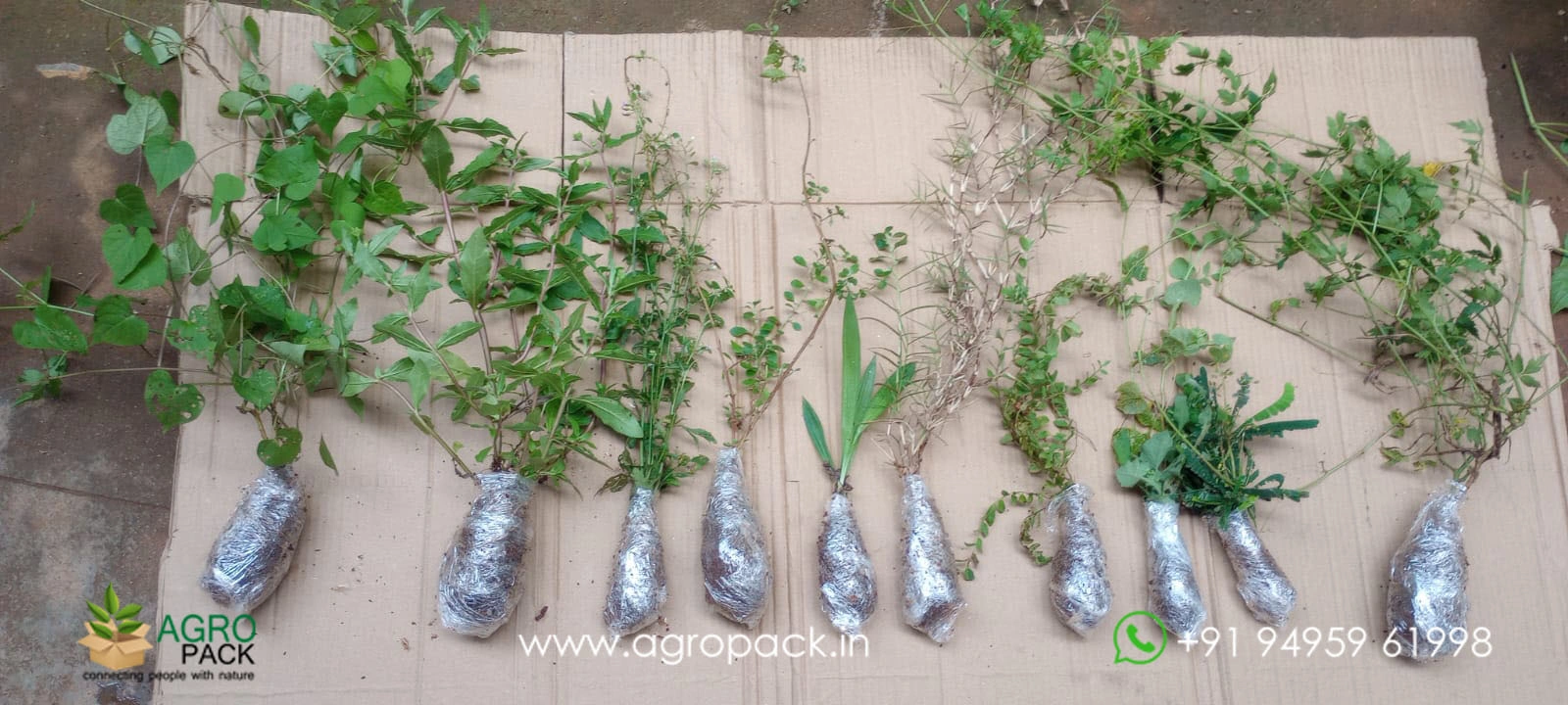 our plant nursery album
