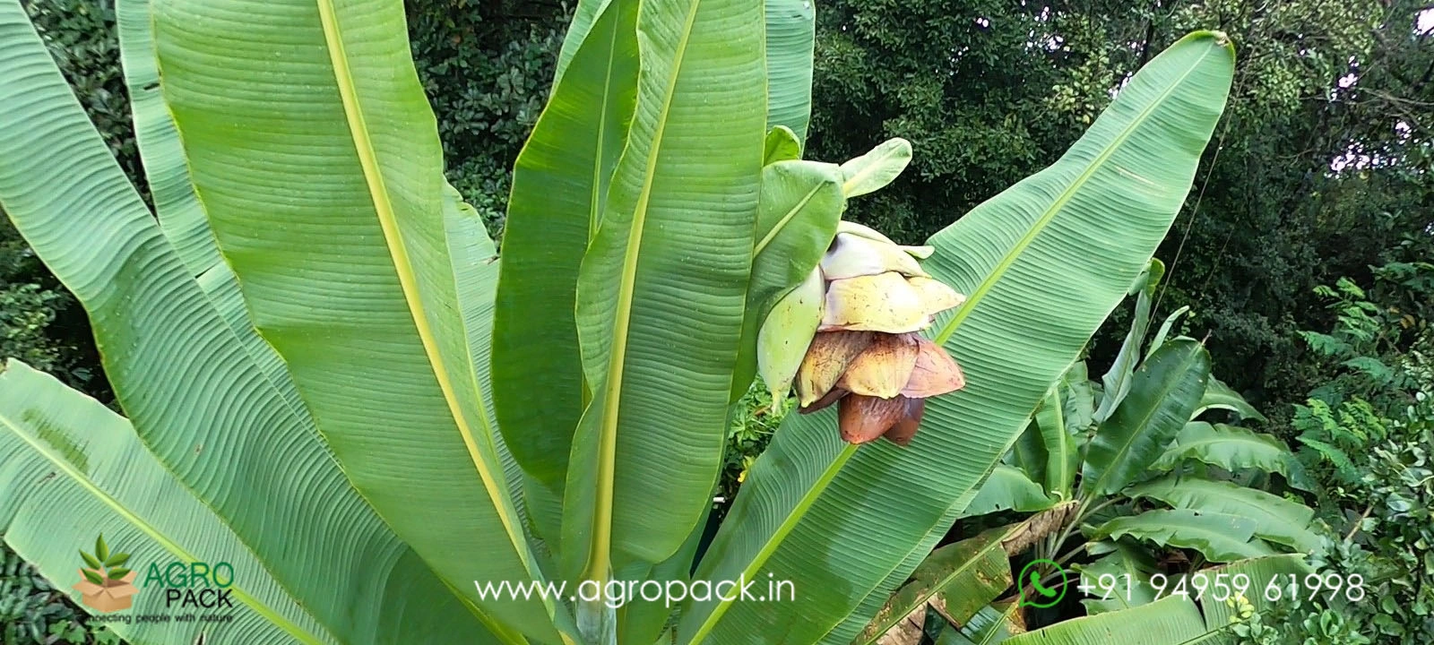 our plant nursery album