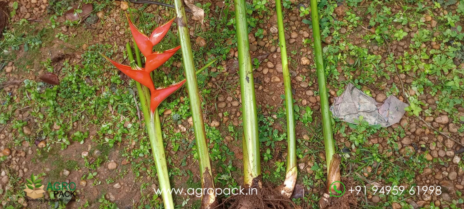 our plant nursery album