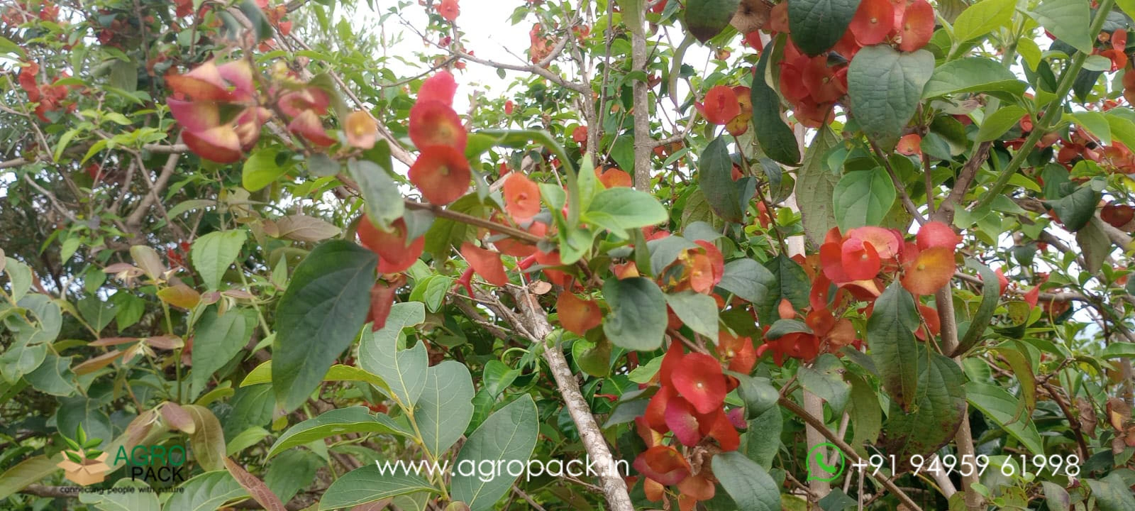 our plant nursery album